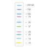 Precision Plus Protein Kaleidoscope Prestained Protein Standards (500 µl)
