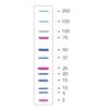 Precision Plus Protein Dual Xtra Prestained Protein Standards (500 µl)