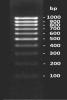 BGL 100 bp DNA Ladder (100-1000 bp) Ready-to-use (500 µl)