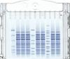 Precast Gels nUView 4-20%, Tris-Glycine, 10 wells (50µL/well), for Bio-Rad Mini-Protean tanks (10 gels/box), NuSep