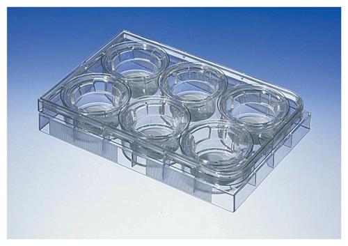 Piastre Transwell con membrana in policarbonato puro, 6 pozzetti, polistirene trattato (PS), diam. 24 mm, pore size 0.4 µm, TC trattato, con coperchio, sterili (24 pz)