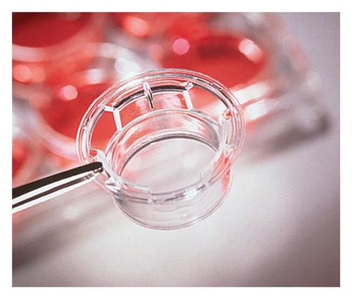 Piastre Transwell con membrana in policarbonato puro, 24 pozzetti, diam. 6.5 mm, pore size 3.0 µm, TC trattato, con coperchio, sterili (48 pz)