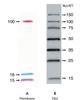 ECL DualVue Western Blotting Markers (25 reactions)