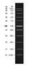 Fast DNA Ladder (50 to 10,002 bp), (1 mL)
