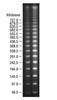 Lambda PFG Ladder (48,500 to 1,018,500 bp), (0.05 mL)