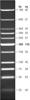 Low Molecular Weight DNA Ladder (25 to 766 bp), (0.5 mL)