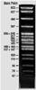 pBR322 DNA-MspI DIgest (9 to 622 bp), (0.25 mL)