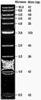 Quick-Load 1 kb DNA Ladder (500 to 10,002 bp) (3.75 mL)