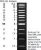 Quick-Load 1 kb Extend DNA Ladder (500 to 48,502 bp) (1.25 mL)