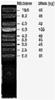 Supercoiled DNA Ladder (2,017 to 10,000 bp), (0.1 mL)