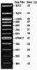 TriDye 100 bp DNA Ladder (100 to 1,517 bp)