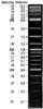 TriDye 2-Log DNA Ladder (100 to 10,002 bp), (1.25 mL)