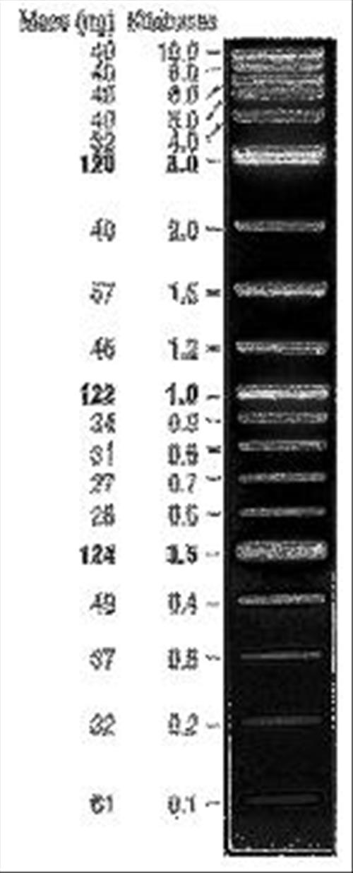 TriDye 2-Log DNA Ladder (100 to 10,002 bp), (1.25 mL)
