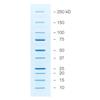 Precision Plus Protein Unstained Protein Standards, Strep-tagged recombinant, (1 ml)