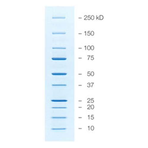 Precision Plus Protein Unstained Protein Standards, Strep-tagged recombinan...