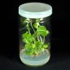 Vasi in vetro per colture vegetali 945 mL, diam. tappo 89 mm (12 pz)