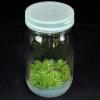 Vasi in vetro per colture vegetali 475 mL, diam. tappo 70 mm (12 pz)