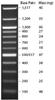 100 bp DNA Ladder (100 to 1,517 bp), (0.1 mL)