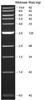 1 kb DNA Ladder (500 to 10,002 bp), (1 mL)