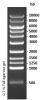 BGL 1Kb DNA Ladder (500-10000 bp) Ready-to-use (500 µl)