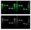 BGSAFE DNA Stain (1 mL)