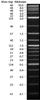 2-Log DNA Ladder (100 to 10,002 bp), (0.5 mL)