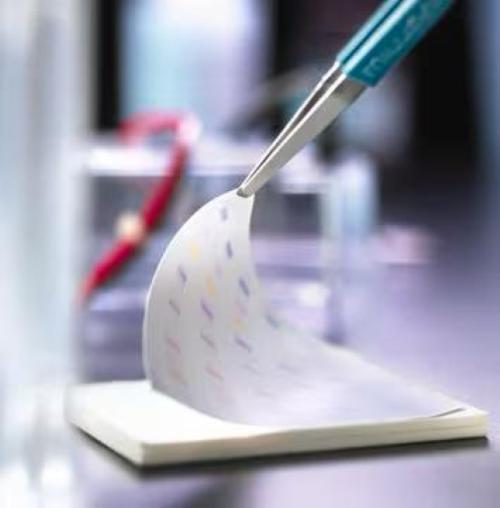 Membrana di trasferimento Millipore PVDF, 15 cm x 15 cm, idrofobica, porosita 0.2 um (10pz)