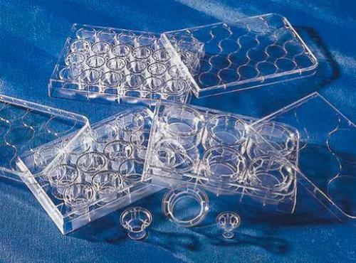 Piastre Transwell con membrana in PET, 24 pozzetti, diam. 6.5 mm, pori da 8.0 µm, TC trattato, con coperchio, sterili (48 pz)
