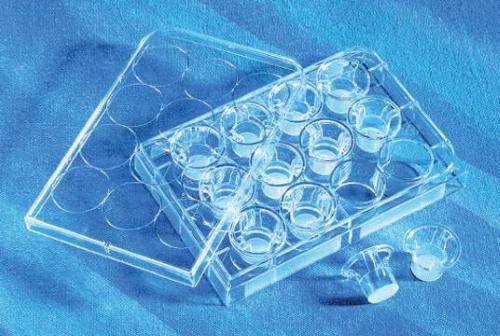 Piastre Transwell con membrana in PC, 6 pozzetti, diam. 24 mm, pori da 8.0 µm, TC trattato, con coperchio, sterili (48 pz)