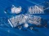 Inserti per piastre transwell, 75 mm, pori da 0.4 µm, membrana in PC, sterile (12 pz)