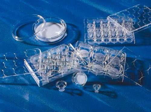 Inserti per piastre transwell, 75 mm, pori da 0.4 µm, membrana in PC, sterile (12 pz)