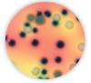 Antiserum E.coli Tri I O111,55,26 3mL