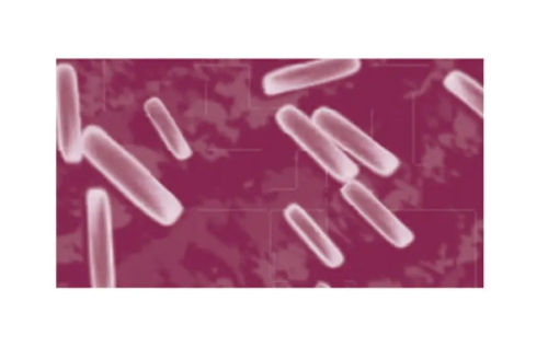 Antiserum Yersinia enterocolitica O3 2mL
