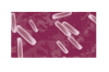 Antiserum Yersinia enterocolitica O9 2mL