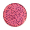 RAPID'E. coli O157:H7, 100 g