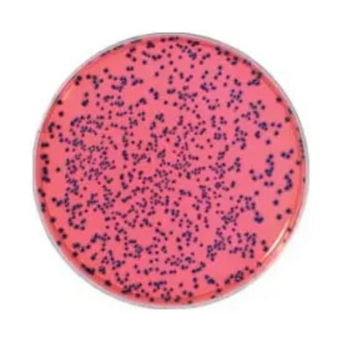 RAPID'E. coli O157:H7, 100 g