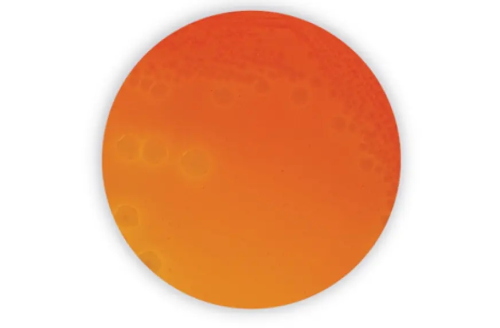 XLD Agar 20x90mm plates