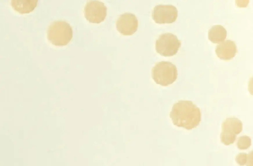 PCA (Plate Count Agar) 20x90mm plates