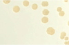 PCA (Plate Count Agar) 500g