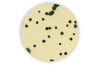 TSC w/o D-Cycloserine Agar 6x100mL