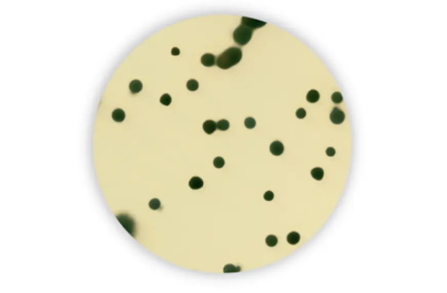 TSC w/o D-Cycloserine Agar 6x100mL