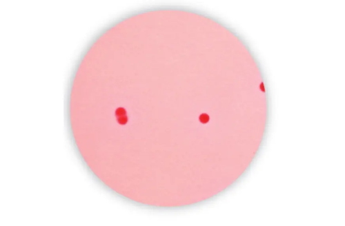 VRBG Agar 500g