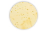 MRS (de Man Rogosa Sharpe) Agar 500g