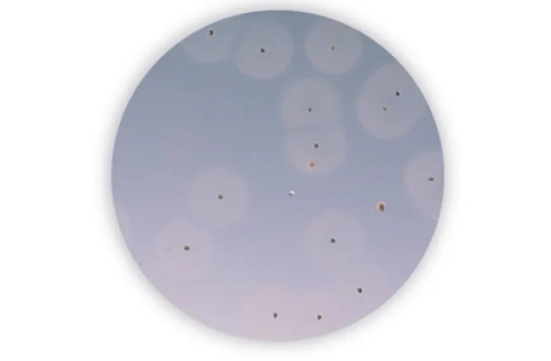 Baird-Parker + RPF Agar Kit