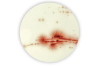 YGC Agar 6x100mL bottles