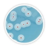 RAPID´B.cereusAgar, 90 mm x 20 dishes