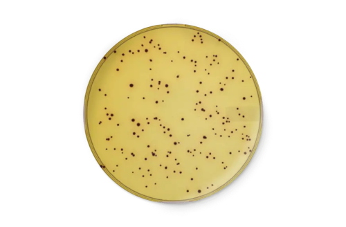 RAPID´CampylobacterAgar, 90 mm x 20 dishes